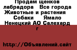 Продам щенков лабрадора - Все города Животные и растения » Собаки   . Ямало-Ненецкий АО,Салехард г.